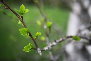 Fresh Spring Leaves - Nature Awakening with New Green Foliage in the Forest