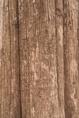 The world's oldest teak plantation, established in 1846 near Nilambur, Kerala, showcasing India's forestry heritage with its historic teak tree and scenic river side. 29 March 2025