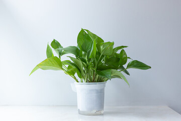 Green plants on indoor windowsills