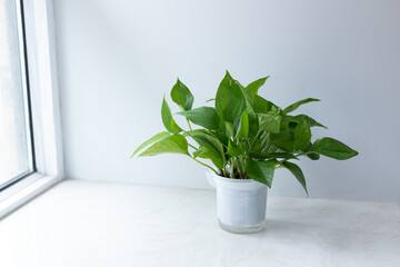 Green plants on indoor windowsills