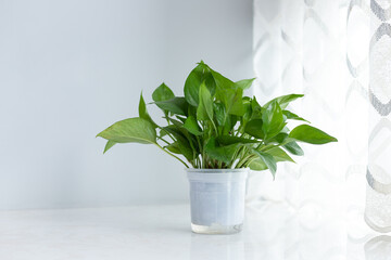 Green plants on indoor windowsills