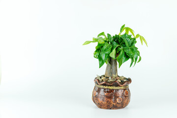 Small bonsai with fortune tree on white background