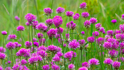 Gomphrena pulchella growing in Pilcomayo National Park (Formosa, Argentina)
