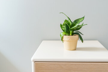 A short leaved tiger's tail plant in an indoor pot
