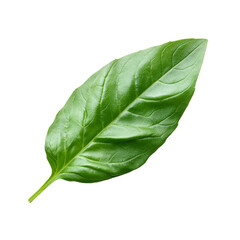 Obraz premium Fresh organic green basil leaf isolated on a transparent background ideal for culinary uses and herb gardening, Fresh organic green basil leaf transparent background. Basil leaves transparent