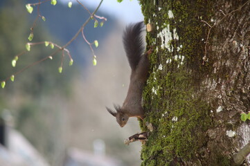 Eichh&ouml;rnchen klettert Baum hinab