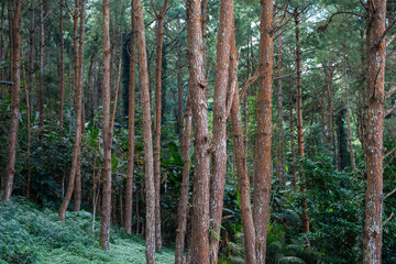 THAILAND NAN KHUN SATHAN NATIONAL PARK