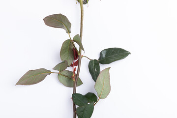 The branches and leaves of the rose