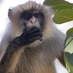 Northern Plains Grey Langur (Semnopithecus entellus), eating, Gir National Park, (Sasan Gir), Gujarat, India.