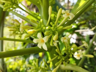 Obraz premium close up of papaya pistil flowers in outdoor garden 