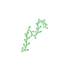 hand drawn vines
