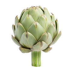 Obraz premium Fresh whole artichoke isolated on white background – ideal for Mediterranean dishes, steaming, or healthy cooking.