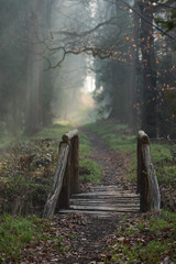 Wiosenny las we mgle. © Elżbieta Kaps