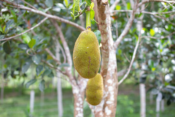 Thai jackfruit is growing on the trunk.
