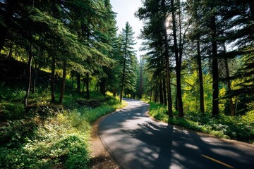 Obraz premium Serene Forest Path Leading into the Distance Under Soft Sunlight