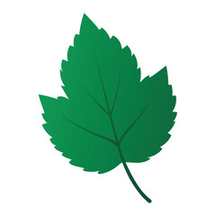 green leaf isolated on white