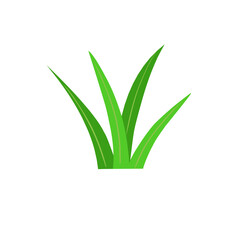 Pandan Leaves Illustration 