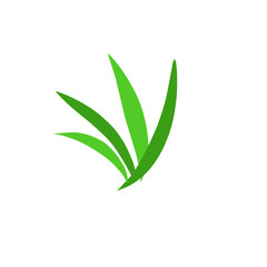 Pandan Leaves Illustration 