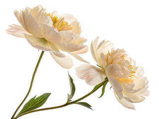 Obraz premium Beautiful peony flowers bloom gracefully, showcasing their delicate petals and vibrant yellow centers, perfect for adding elegance to any setting