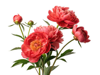 Obraz premium Beautiful peony flowers bloom vibrantly showcasing their rich colors and delicate petals, perfect for adding elegance to any setting