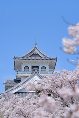 Naklejka premium 満開の桜と長浜城天守と青空【縦構図】