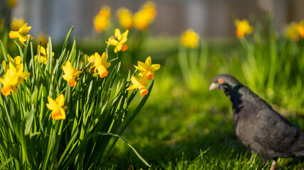 Spring Scene - Daffodils and Pigeon in Harmony