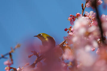 メジロと河頭桜