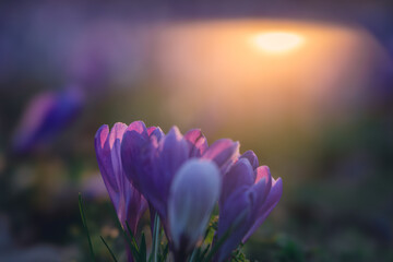 Soft-focused crocus flowers glowing at sunrise, natural spring floral background.