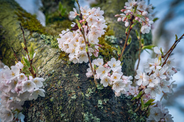 Close-up of cherry blossoms blooming on a tree branch with natural textures.