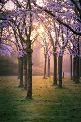 Cherry blossom trees in full bloom at sunrise, casting long shadows in a tranquil park.