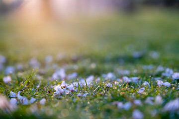 Petals of cherry blossoms scattered on the dewy grass in soft morning light.
