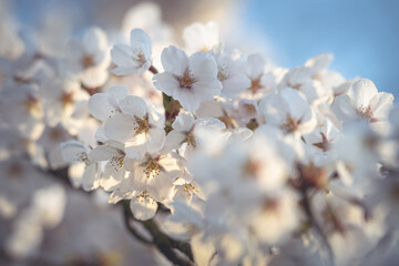Close-up of delicate cherry blossoms with dewdrops on petals, captured in soft morning light.