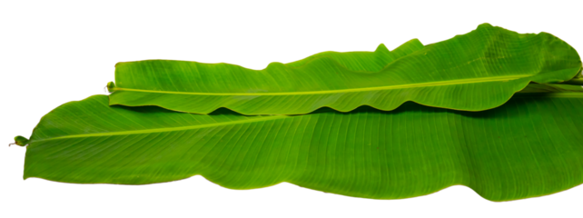 Banana Leaf isolated on transparent background