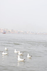 Seagulls float on the surface of the water at varansi Ganga river