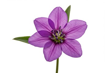 Vibrant Purple Flower Blossom Close-Up Macro Photography of a Delicate Floral Bloom, On white background