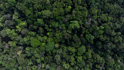 Naklejka premium Top view green forest and green tree forest texture and background, Tropical rainforest ecosystem and environment background, Nature conservation eco green forest and green tree forest.