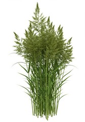 Lush Green Ornamental Grass  Perfect for Landscaping and Garden Design, On white background