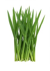 Fototapeta premium Vibrant Green Grass Blades, Lush Spring Meadow, Fresh Growth, Nature Photography, On white background