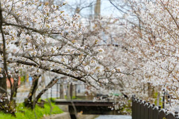 満開の桜並木と川沿いの春景色