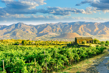 Naklejka premium green rows of wineyard with grape on a winery during sunset with amazing mountains and clouds on background