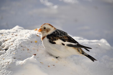 A snow bunting in winter, Sainte-Apolline, Québec, Canada