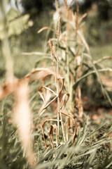 Drought impact on grass growth in agricultural fields rural area natural environment close-up view nature conservation