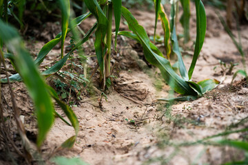 Exploring corn growth stages agricultural field nature rural environment close-up view sustainable farming practices