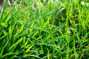 Green grass growing in sunlit field nature outdoor scene close-up view tranquil environment