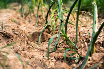 Harvesting green onions field farm agriculture rural landscape close-up view sustainable farming...