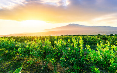 Naklejka premium sunset or sunrise landscape of a green summer garden on a fruit tree plantation with green leaves and amazing cloudy sky above mountains