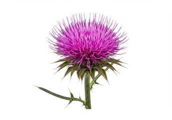 Isolated milk thistle flower with vibrant purple petals and sharp thorns on a white background