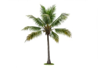 Obraz premium A single palm tree with green fronds and a tall trunk isolated against a white background view