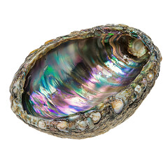 Glossy abalone shell with iridescent colors and smooth interior surface, isolated on transparent background, ideal for natural or oceanic design themes.
