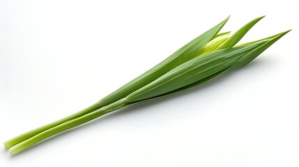 Fototapeta premium Bunch of green leaves lying on a white background for decoration or herbal medicine use, in studio